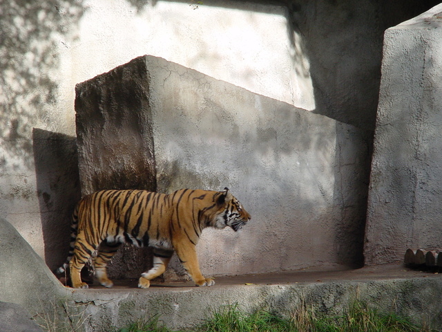 This image has an empty alt attribute; its file name is pacing-tiger-1364377-640x480-1.jpg